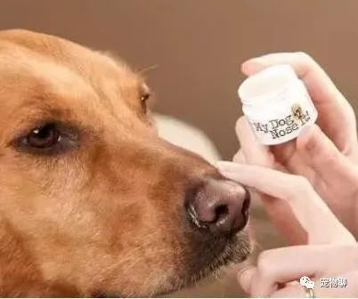 狗狗微量元素多久喂一次(狗狗微量元素和维生素区别)-硒宝网