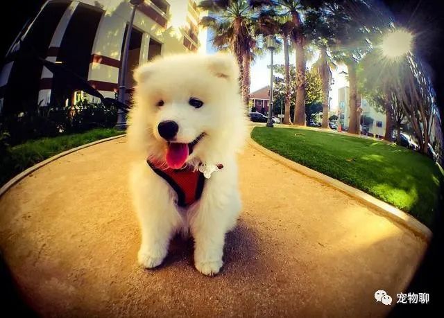 狗狗微量元素多久喂一次(狗狗微量元素和维生素区别)-硒宝网