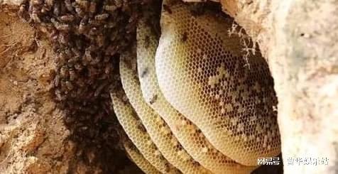 脂肪肝能否补硒元素呢(肝脂肪能否补元素硒呢)-硒宝网