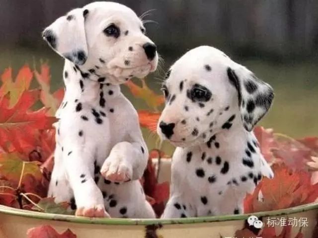 狗狗微量元素多久喂一次(狗狗微量元素的作用和功能)-硒宝网