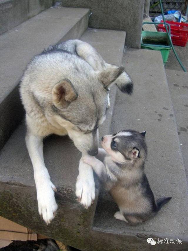 狗狗微量元素多久喂一次(狗狗微量元素的作用和功能)-硒宝网