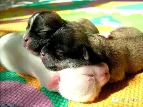 狗狗微量元素多久喂一次(狗狗微量元素的作用和功能)-硒宝网