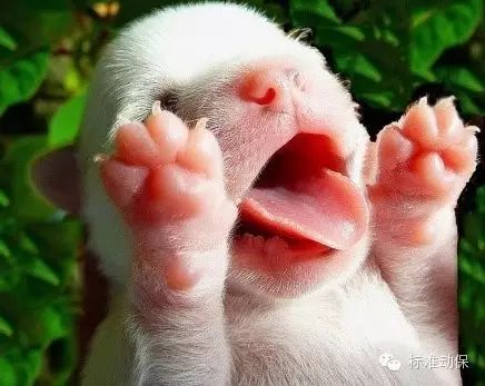 狗狗微量元素多久喂一次(狗狗微量元素的作用和功能)-硒宝网