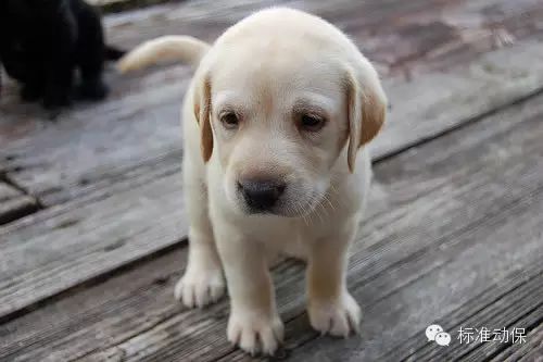 狗狗微量元素多久喂一次(狗狗微量元素的作用和功能)-硒宝网