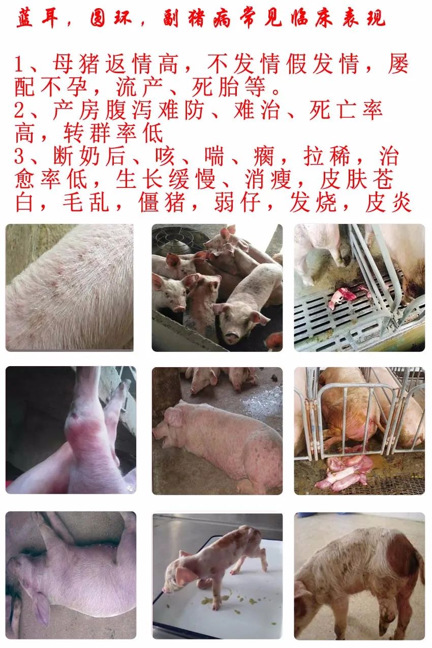 仔猪补亚硒酸钠维生素(仔猪补硒的作用)-硒宝网