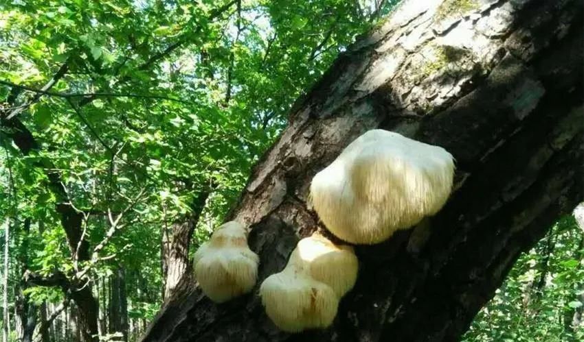 食疗补硒抗癌药有哪些(含硒抗癌药)-硒宝网