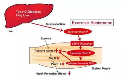 补硒真的能预防癌症吗(补硒对癌症患者有用么)-硒宝网