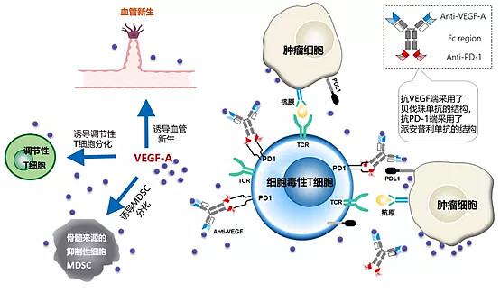 肺腺癌转移补硒可以吗（肺转移补硒腺癌可以治愈吗）-硒宝网