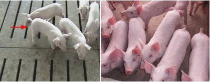 补硒药可以间隔着吃吗(吃补硒的药可以喝酒吗)-硒宝网