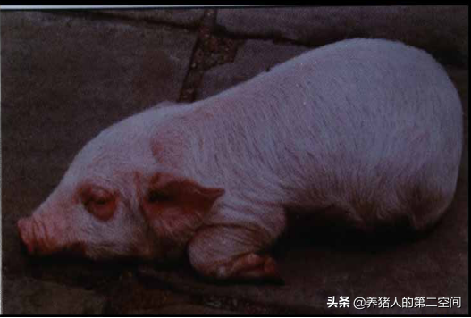 补硒的口服液哪种最好（补硒口服液哪个牌子好）-硒宝网