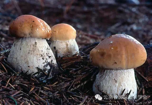 脾虚补硒有用吗怎么吃(补脾虚吃硒用有副作用吗)-硒宝网