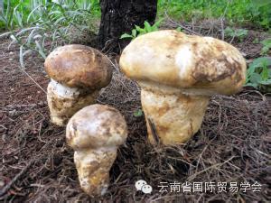 脾虚补硒有用吗怎么吃(补脾虚吃硒用有副作用吗)-硒宝网