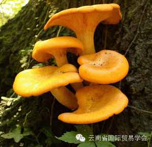 脾虚补硒有用吗怎么吃(补脾虚吃硒用有副作用吗)-硒宝网