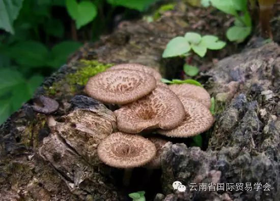 脾虚补硒有用吗怎么吃(补脾虚吃硒用有副作用吗)-硒宝网