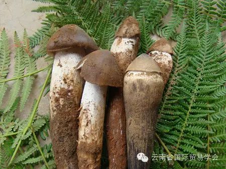 脾虚补硒有用吗怎么吃(补脾虚吃硒用有副作用吗)-硒宝网