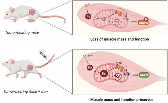 补铁的副作用(补铁副作用)-硒宝网