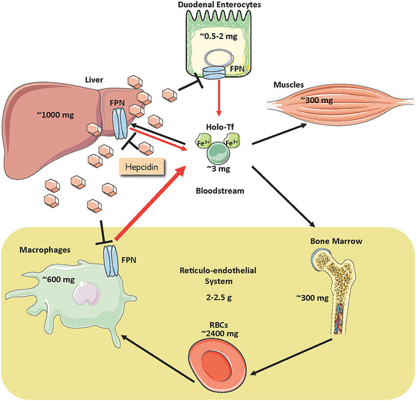 补铁的副作用(补铁副作用)-硒宝网