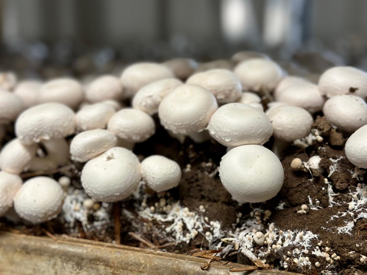 身体缺硒吃啥的补最好(缺硒吃啥好)-硒宝网