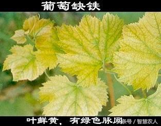 蓝莓补铁吗(蓝莓补铁效果好吗)-硒宝网