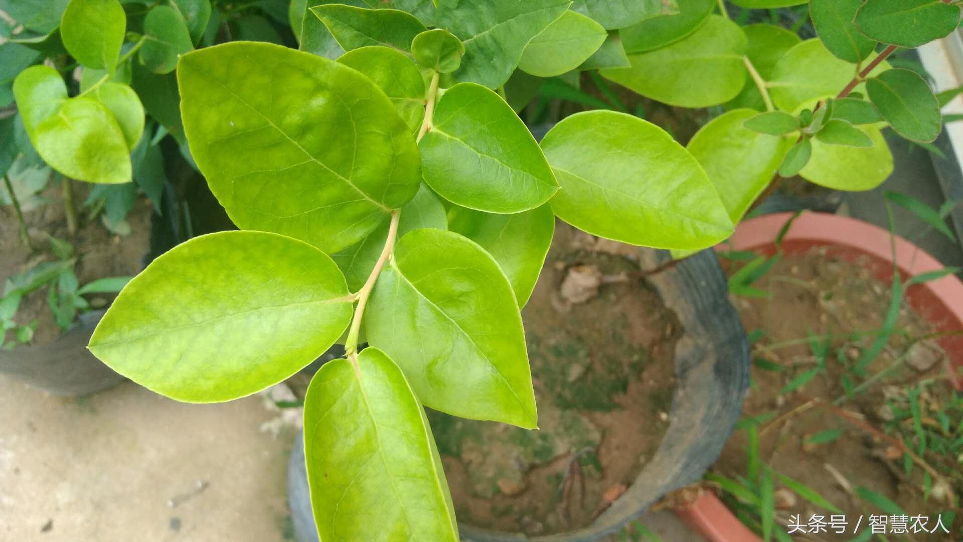 蓝莓补铁吗(蓝莓补铁效果好吗)-硒宝网