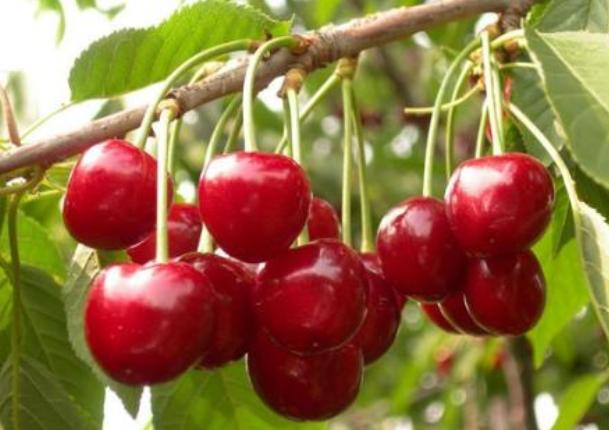 孕妇补铁的好处(孕妇补铁对孩子有什么好处)-硒宝网