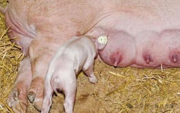 补硒可以预防宫颈炎吗(补硒对宫颈炎有好处吗)-硒宝网