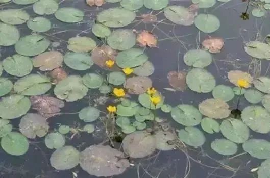 什么菜是补硒的蔬菜呢（蔬菜补菜硒是什么成分）-硒宝网