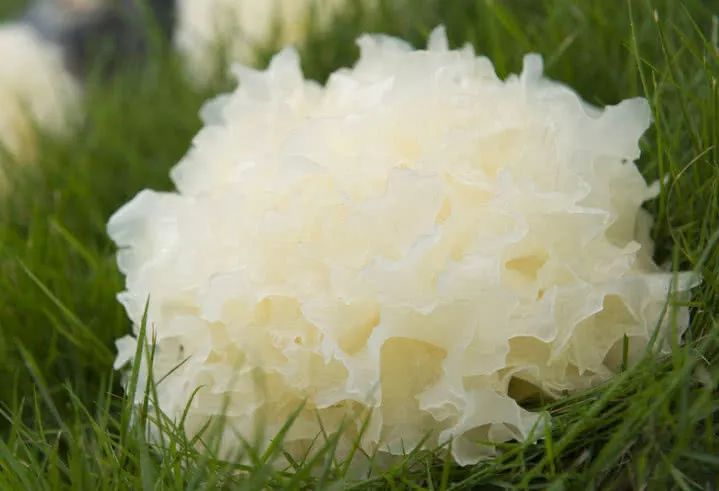 血糖高每天要补多少硒（补硒对血糖高有好处吗）-硒宝网