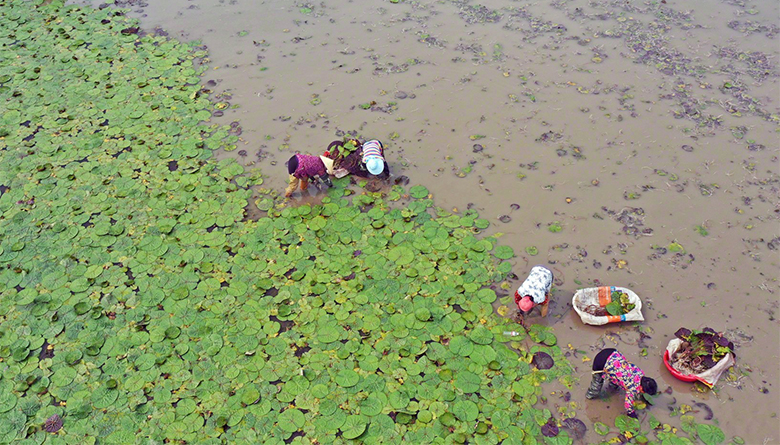 扬州市有哪些蔬菜补硒(蔬菜硒含量标准)-硒宝网