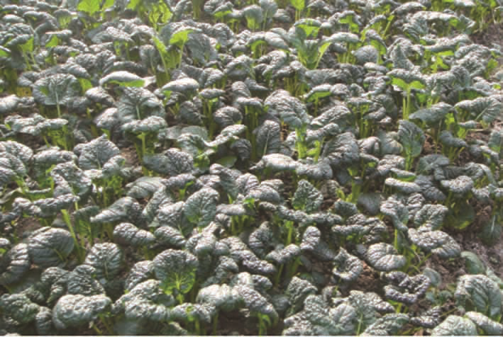 扬州市有哪些蔬菜补硒(蔬菜硒含量标准)-硒宝网