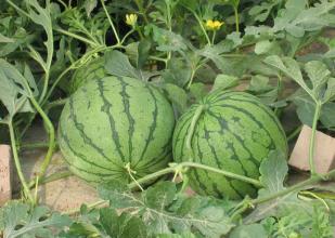 扬州市有哪些蔬菜补硒(蔬菜硒含量标准)-硒宝网