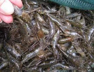 扬州市有哪些蔬菜补硒(蔬菜硒含量标准)-硒宝网