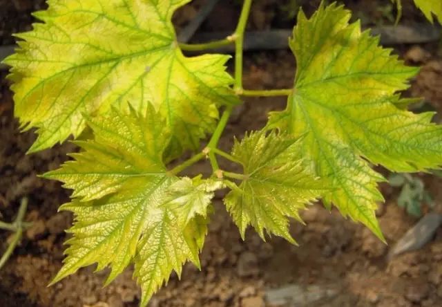 什么补铁效果最好(补铁效果好的药有哪些)-硒宝网