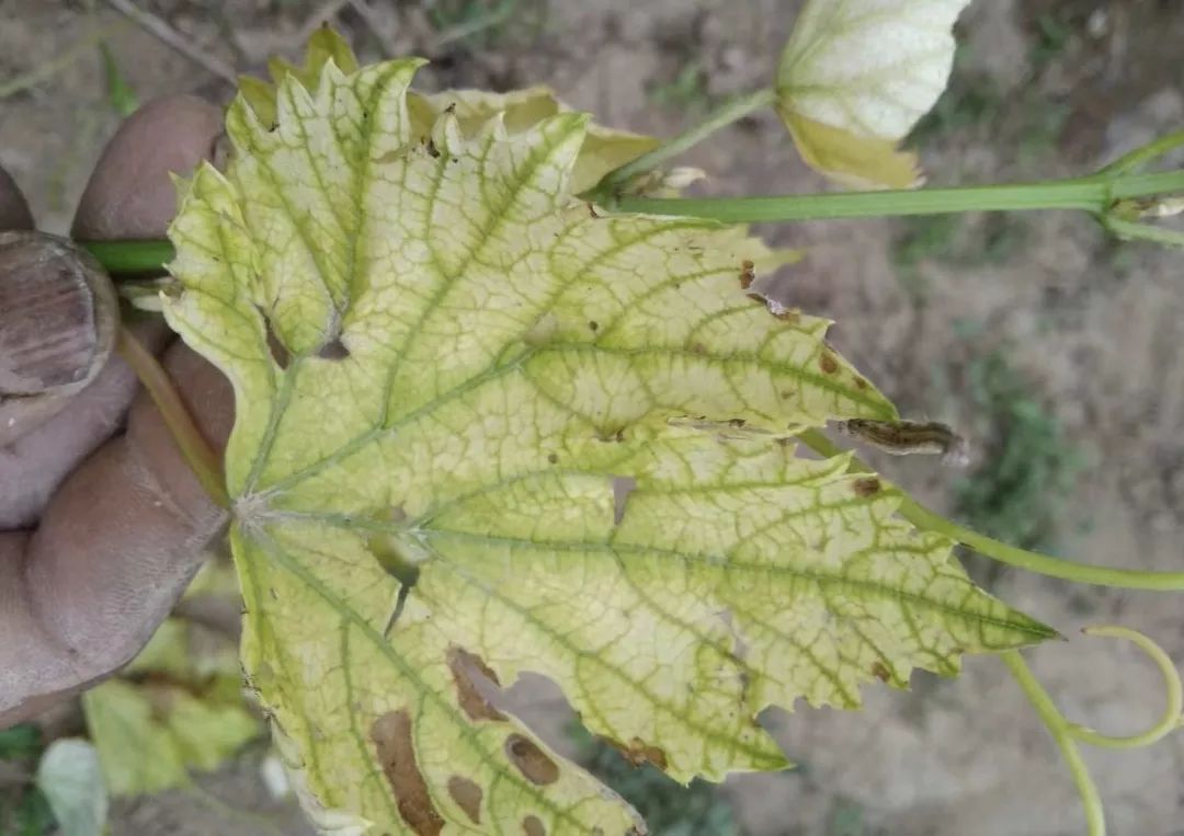 什么补铁效果最好(补铁效果好的药有哪些)-硒宝网