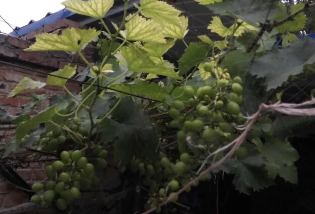 什么补铁效果最好(补铁效果好的药有哪些)-硒宝网