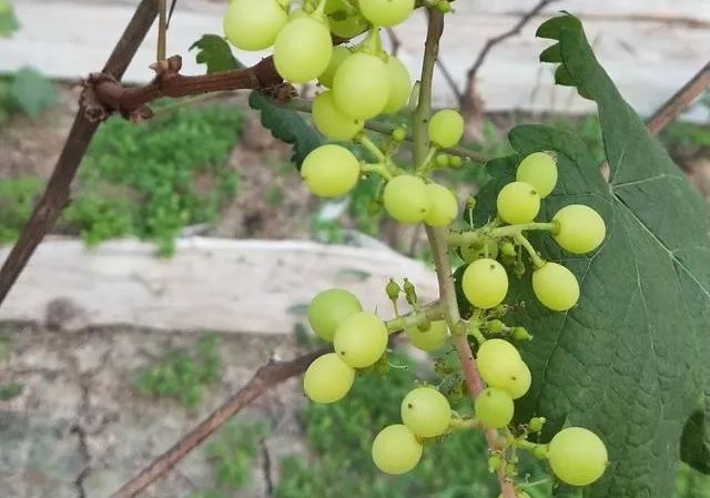 什么补铁效果最好(补铁效果好的药有哪些)-硒宝网