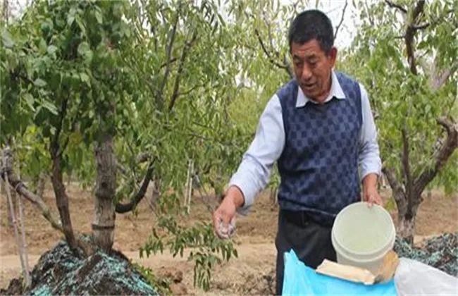 冬枣补铁吗（冬枣补铁还是红枣补铁）-硒宝网