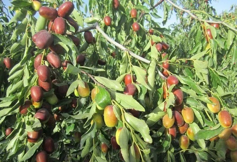 冬枣补铁吗（冬枣补铁还是红枣补铁）-硒宝网