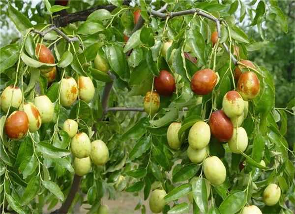 冬枣补铁吗（冬枣补铁还是红枣补铁）-硒宝网