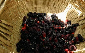 补硒掉发多少天能恢复（补硒脱发是什么原因引起的）-硒宝网