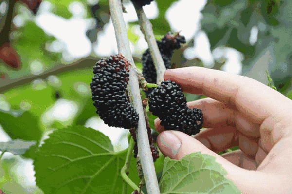 补硒掉发多少天能恢复（补硒脱发是什么原因引起的）-硒宝网