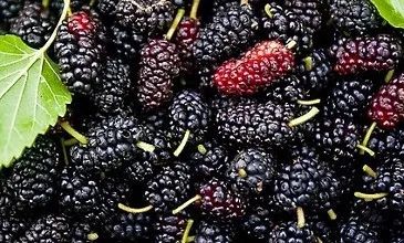 补硒掉发多少天能恢复（补硒脱发是什么原因引起的）-硒宝网