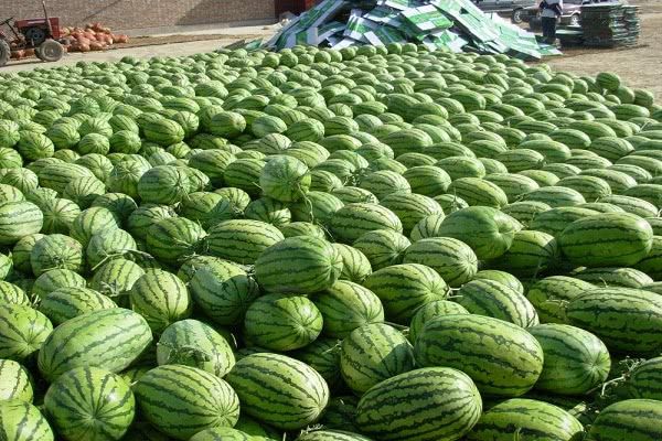 西硒瓜不让种有什么补(硒西瓜是什么意思)-硒宝网