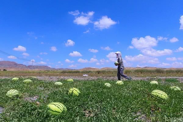西硒瓜不让种有什么补(硒西瓜是什么意思)-硒宝网