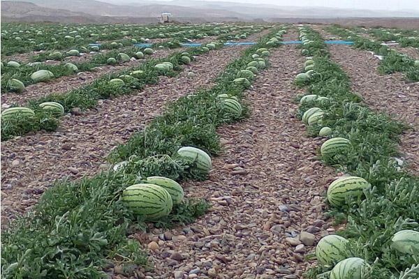 西硒瓜不让种有什么补(硒西瓜是什么意思)-硒宝网