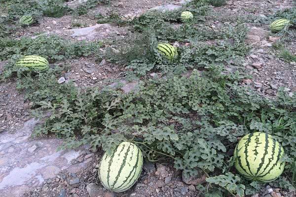 西硒瓜不让种有什么补(硒西瓜是什么意思)-硒宝网
