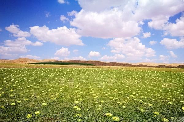 西硒瓜不让种有什么补(硒西瓜是什么意思)-硒宝网