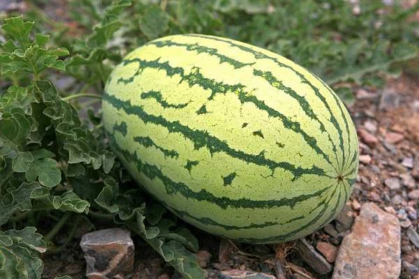 西硒瓜不让种有什么补(硒西瓜是什么意思)-硒宝网