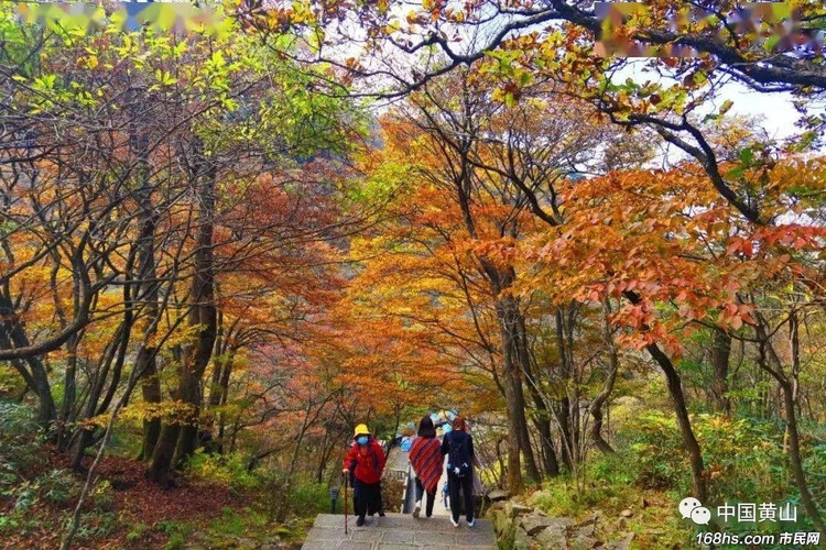 吃了花青素还要补硒吗(花青素与硒)-硒宝网
