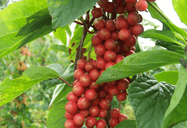 乳腺癌长期可以补硒吗(补硒对乳腺癌有什么好处)-硒宝网